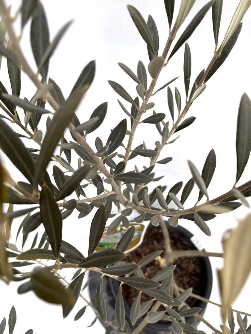 オリーブの木　バロウニ　8号　約120cm　K-330　希少品種　現品掲載