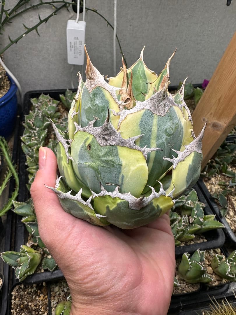 スナグルトゥース 暴牙 極上 ボールタイプ_1