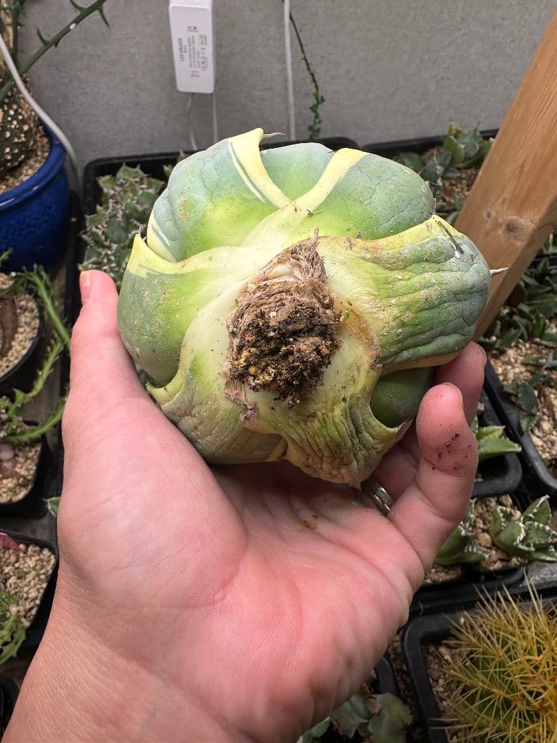 スナグルトゥース 暴牙 極上 ボールタイプ_1