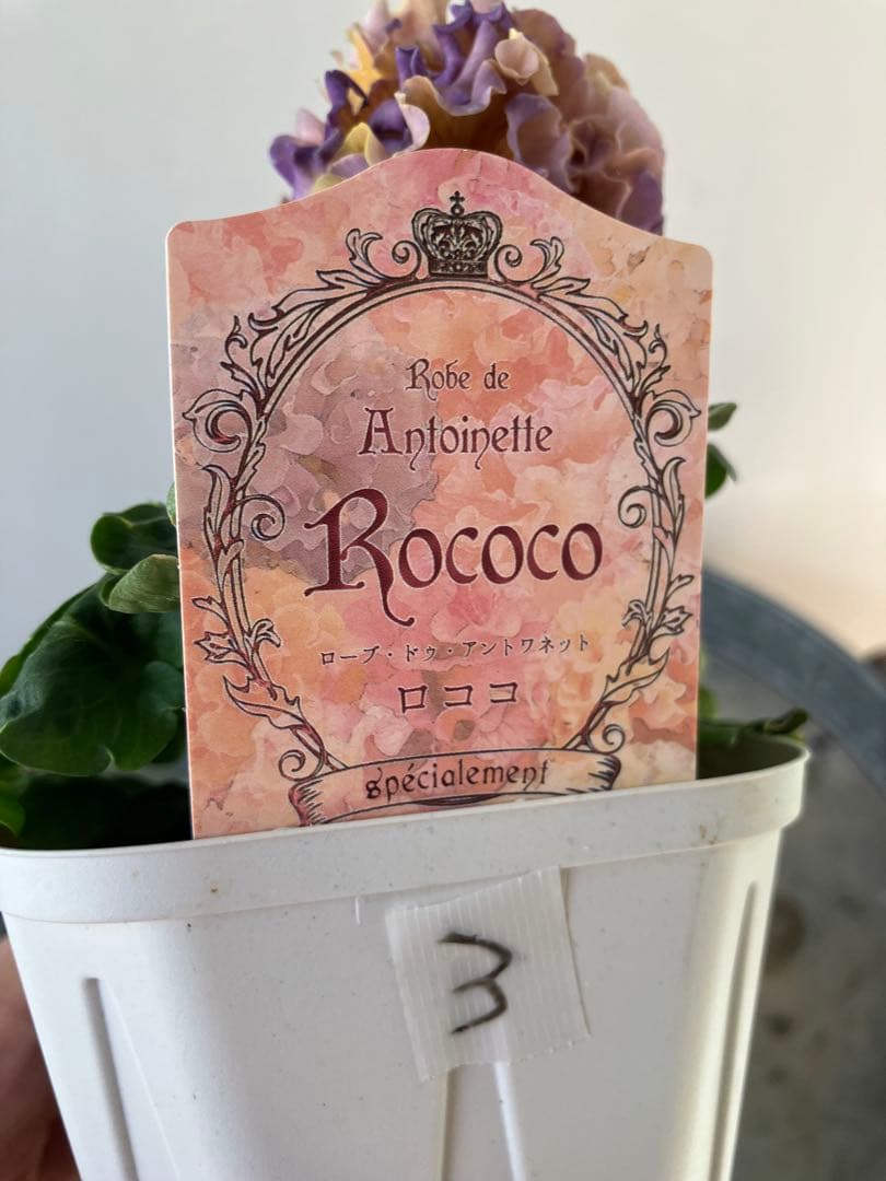 ビオラ　ディアーナ　①ポット苗　、その他リクエスト