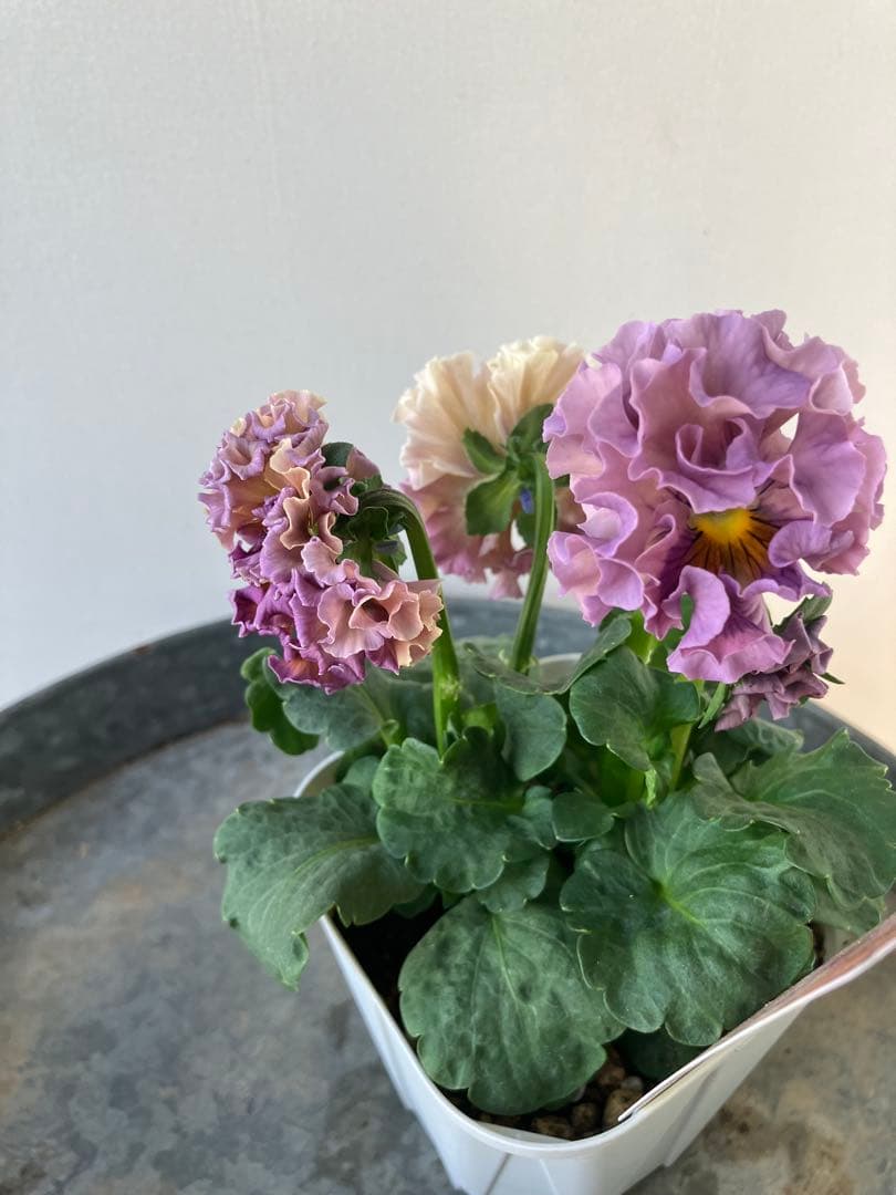 ビオラ　ディアーナ　①ポット苗　、その他リクエスト