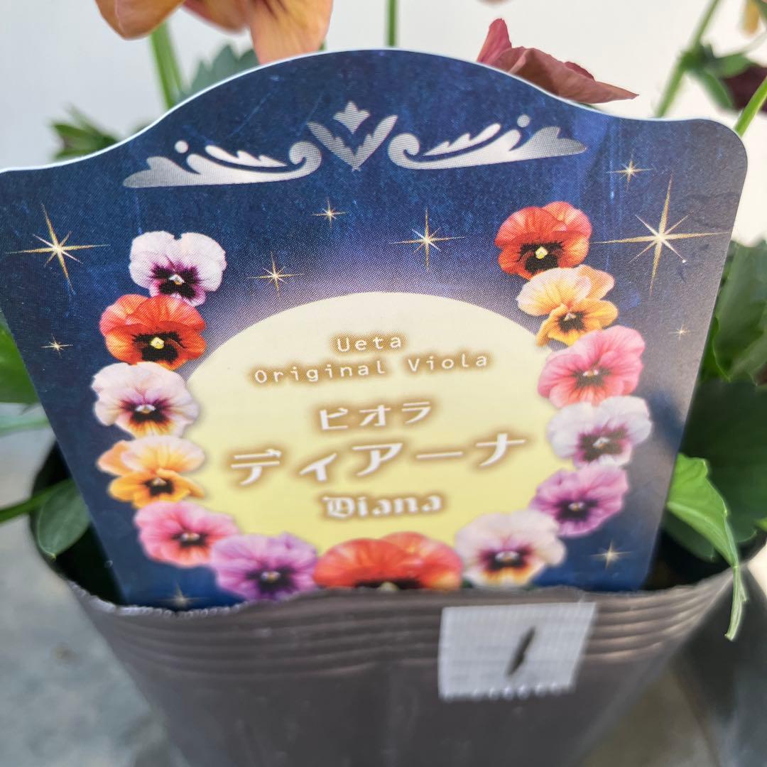 ビオラ　ディアーナ　①ポット苗　、その他リクエスト