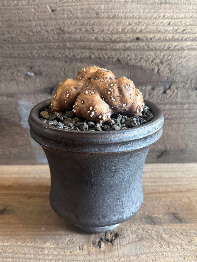 【美形株】 オトンナ カカリオイデス チレコドン ピグマエア ムルチ　現地球