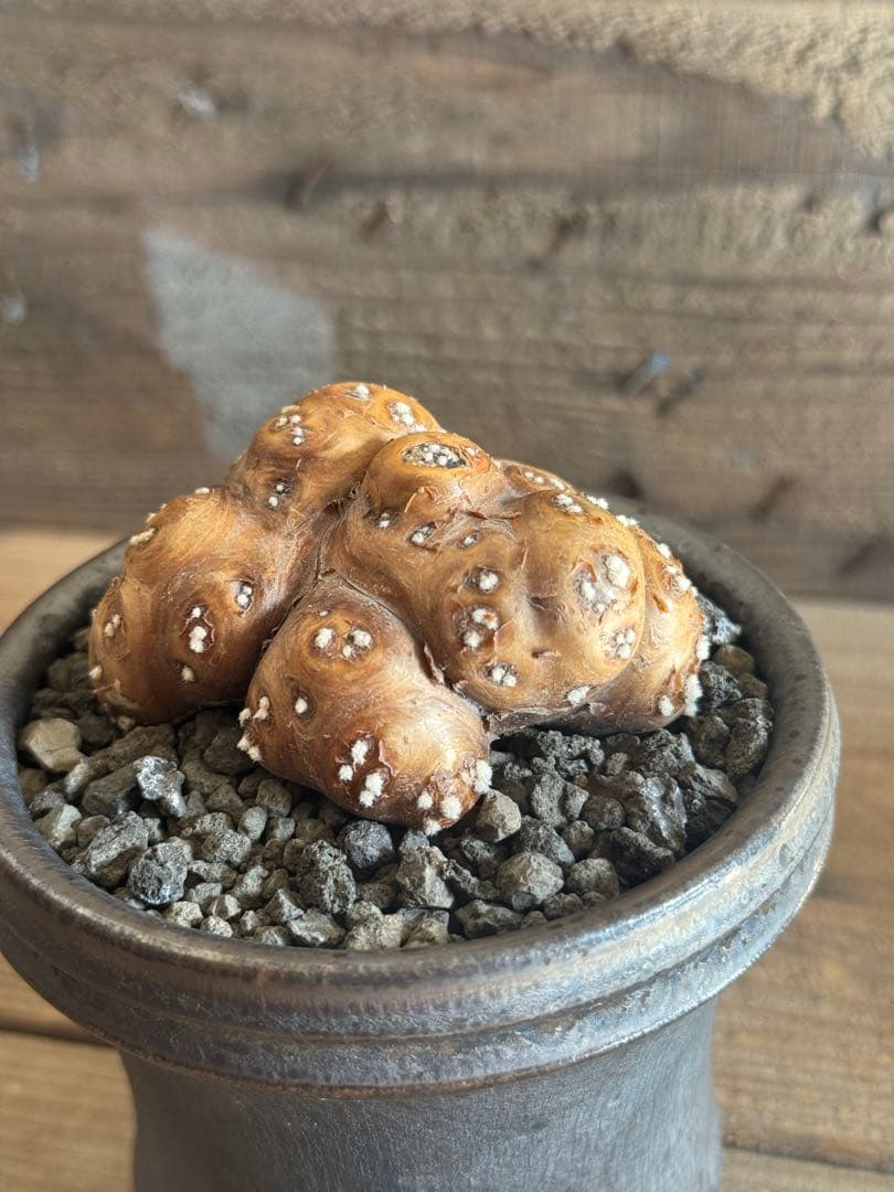 【美形株】 オトンナ カカリオイデス チレコドン ピグマエア ムルチ　現地球