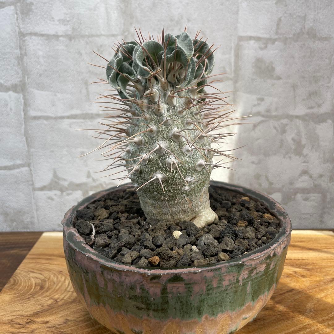 パキポディウム　ナマクアナム　光堂　発根済み　自根