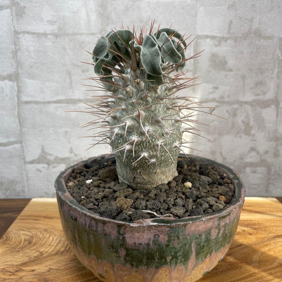 パキポディウム　ナマクアナム　光堂　発根済み　自根