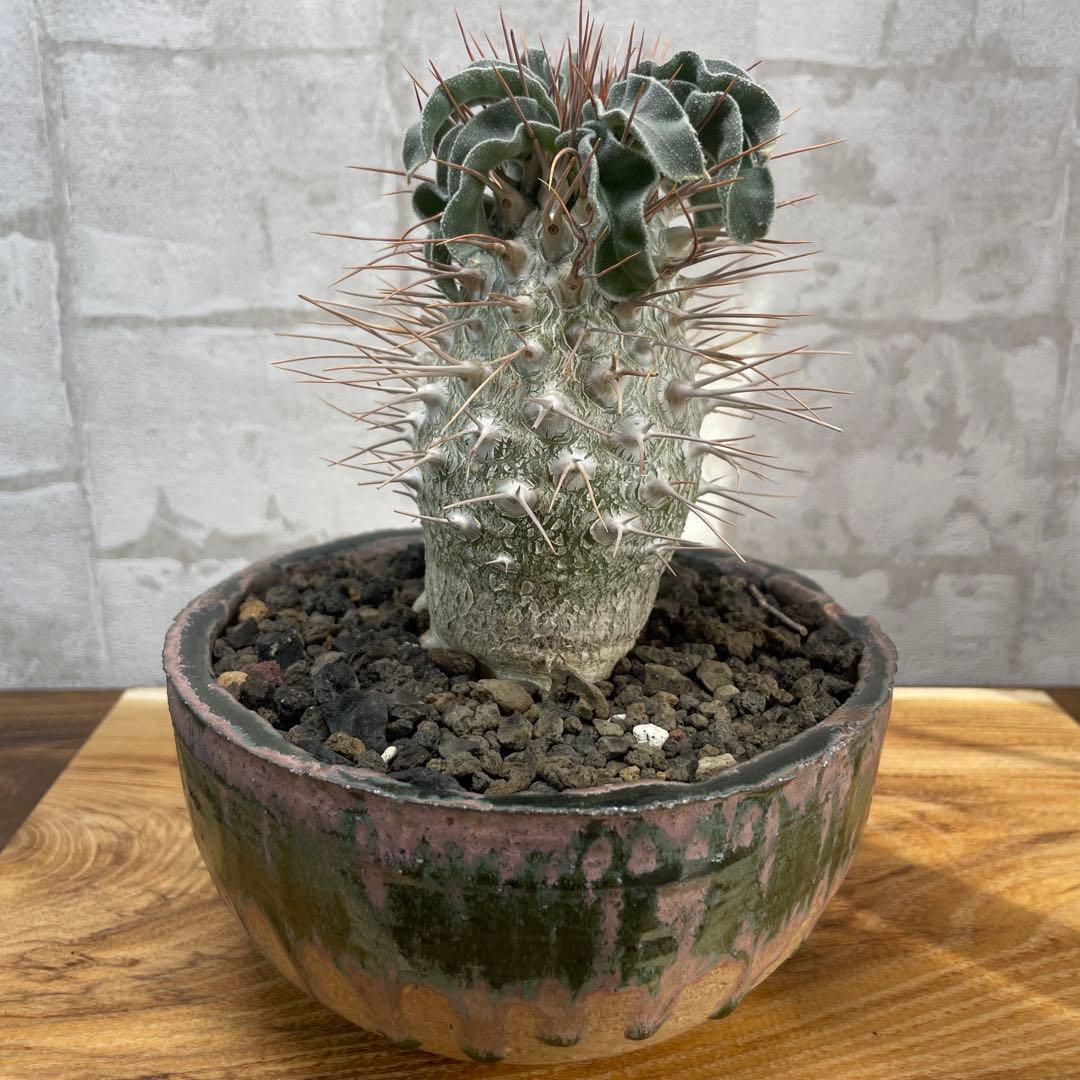 パキポディウム　ナマクアナム　光堂　発根済み　自根