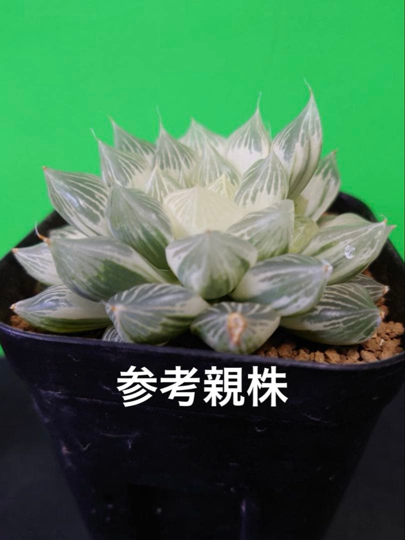 ハオルチア⭐️白蛇伝 葉挿し⭐️ 発根済み、美品、すくすく成長中！