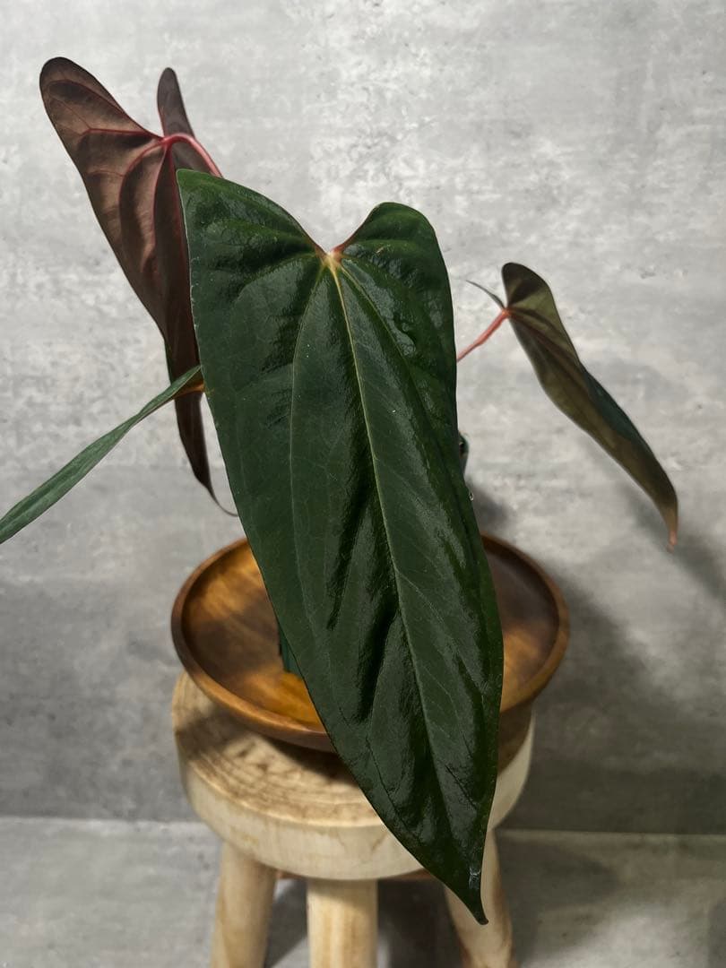 【トップカット】アンスリウムpapi FS/RVDP X Sp.nov.df