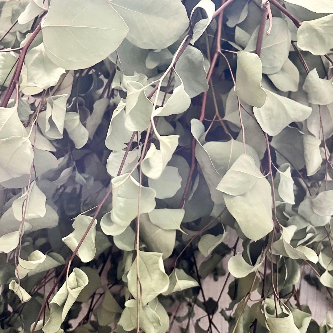 ユーカリポポラス　100サイズ