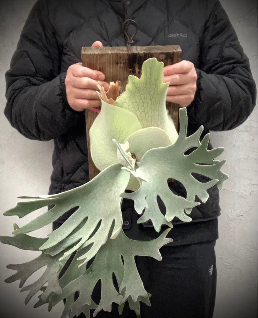 P.celso ビカクシダセルソタツタ