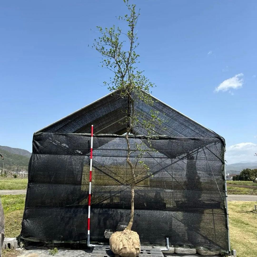 《お引き取り/本州配送可》シダレヤマボウシ/特大株【現品限り】