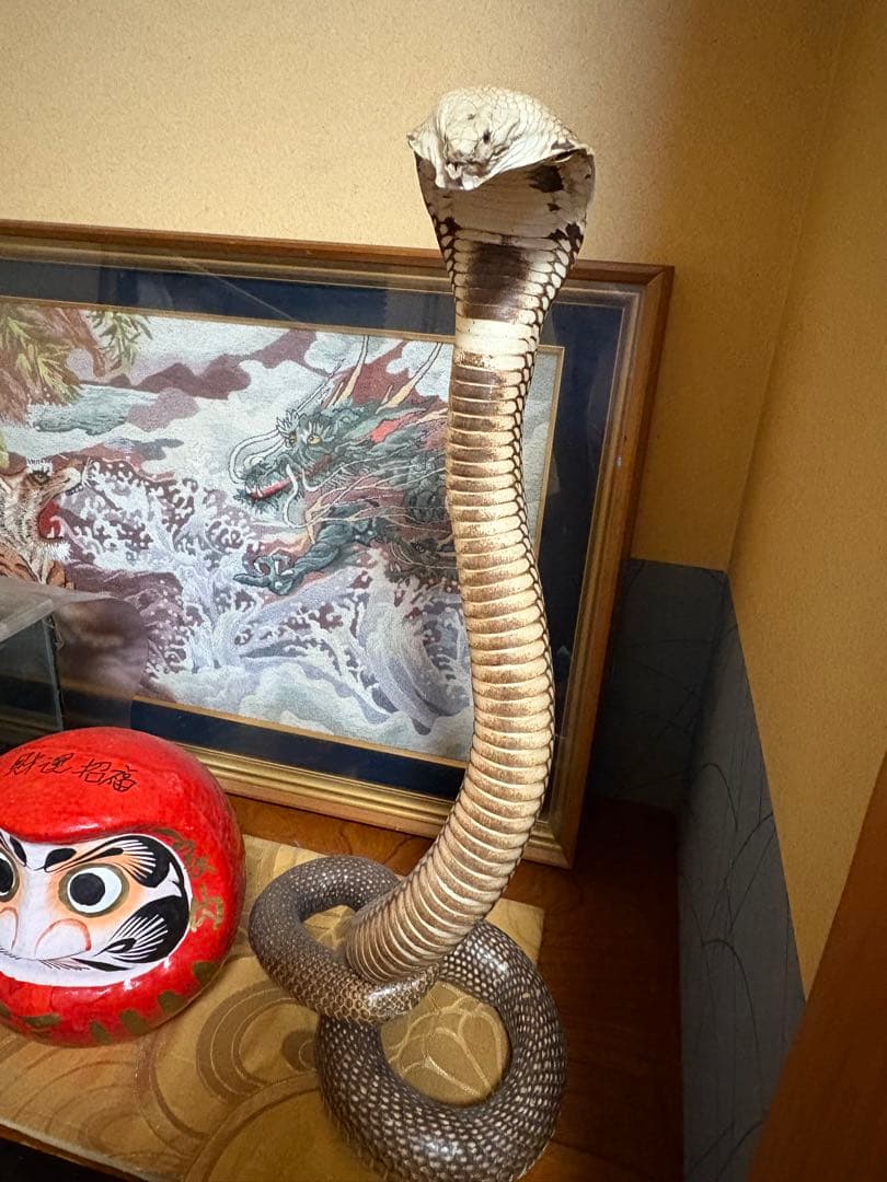 本物のヘビの皮 コブラの置物 高さ約60cm