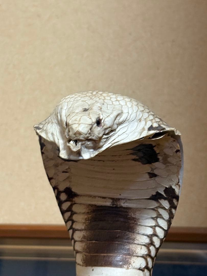 本物のヘビの皮 コブラの置物 高さ約60cm
