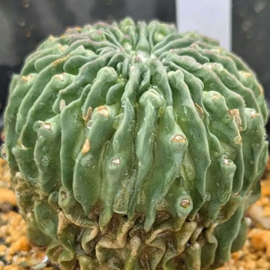 レアサボテンコレクション・エキノフォスロ属・縮玉モンストローサinわけけのお店