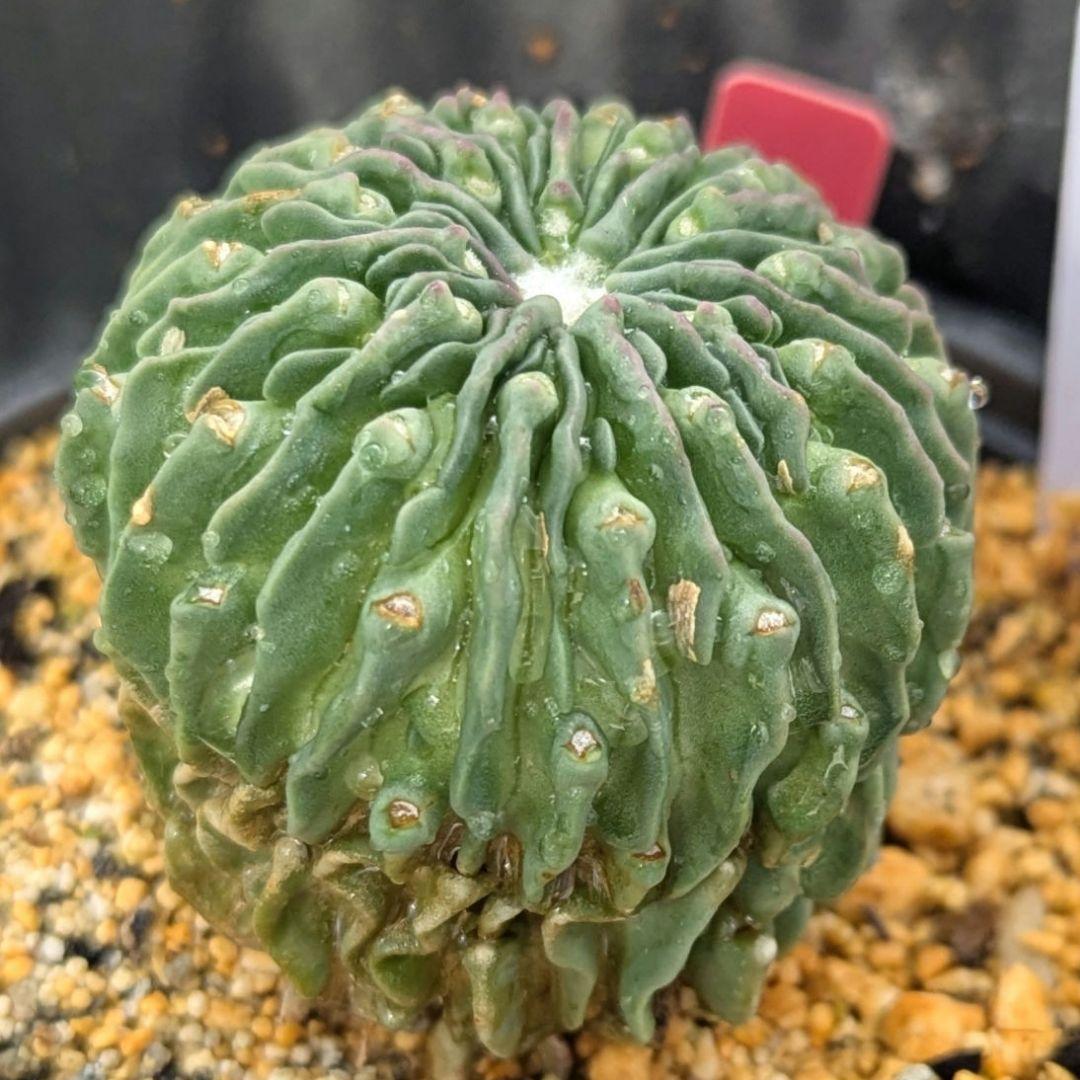 レアサボテンコレクション・エキノフォスロ属・縮玉モンストローサinわけけのお店