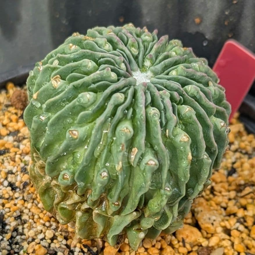 レアサボテンコレクション・エキノフォスロ属・縮玉モンストローサinわけけのお店