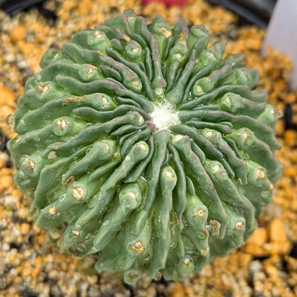 レアサボテンコレクション・エキノフォスロ属・縮玉モンストローサinわけけのお店