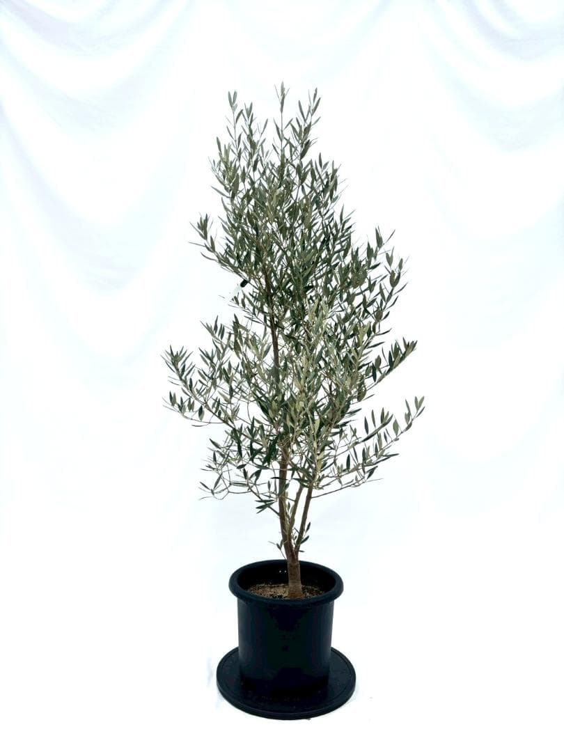 オリーブの木　ピクアル　10号　約165cm　NO.870　人気品種　現品掲載