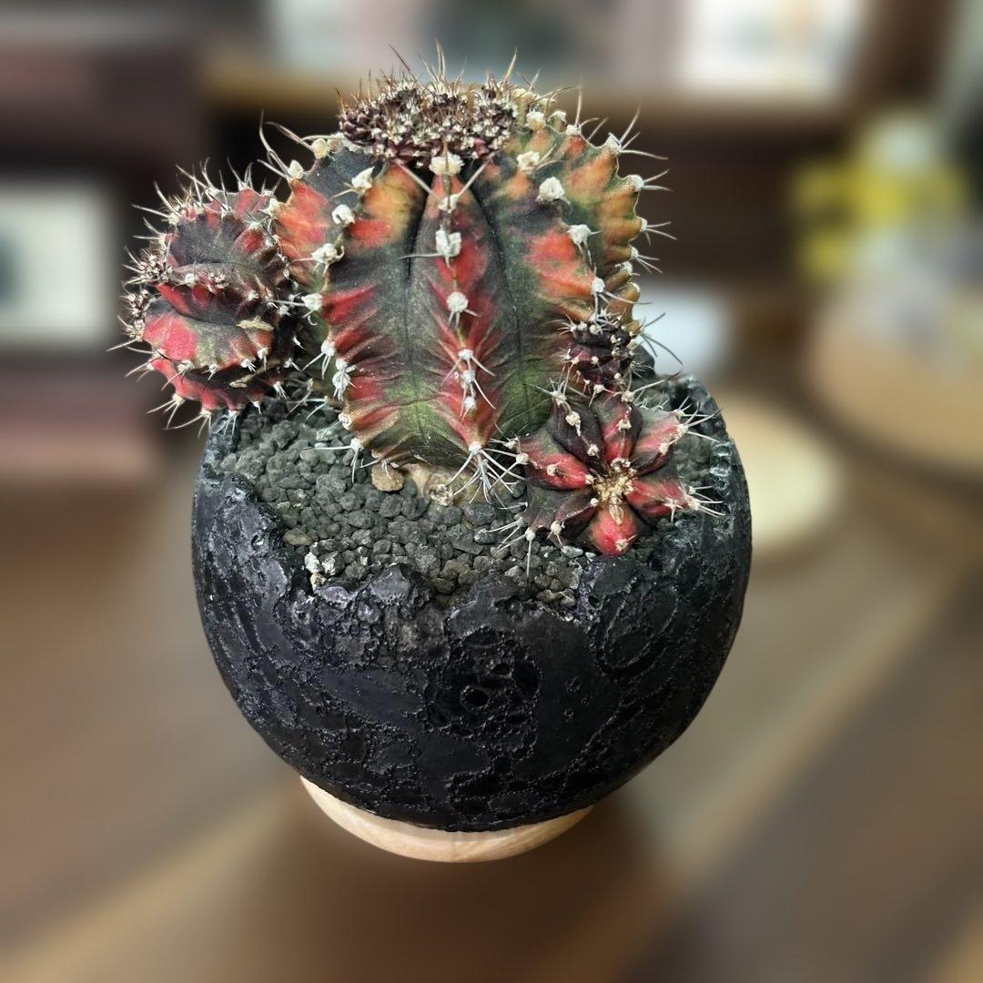 ギムノカリキウム 緋牡丹錦 × 中川智治 クレーターポット 鉢