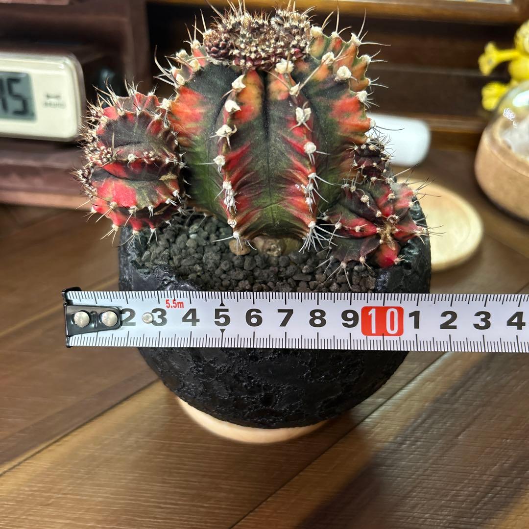 ギムノカリキウム 緋牡丹錦 × 中川智治 クレーターポット 鉢