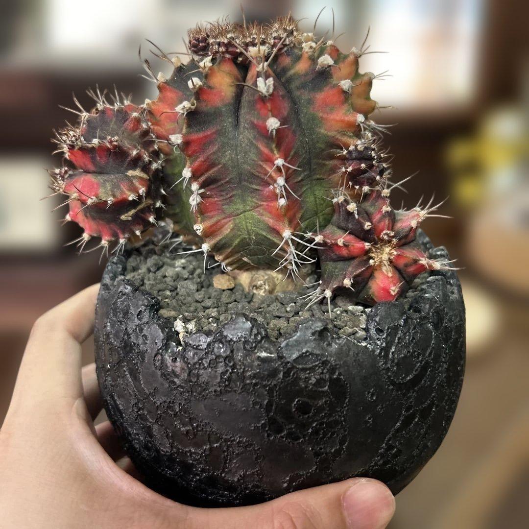 ギムノカリキウム 緋牡丹錦 × 中川智治 クレーターポット 鉢