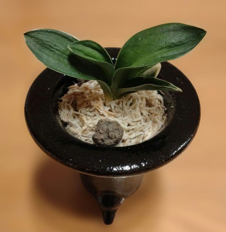 万年青 おもと 力和（りきわ）2才苗 美 優良株 黒楽鉢植え