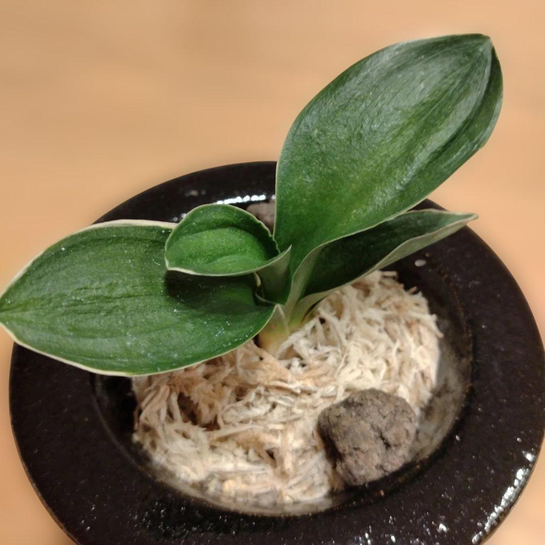 万年青 おもと 力和（りきわ）2才苗 美 優良株 黒楽鉢植え