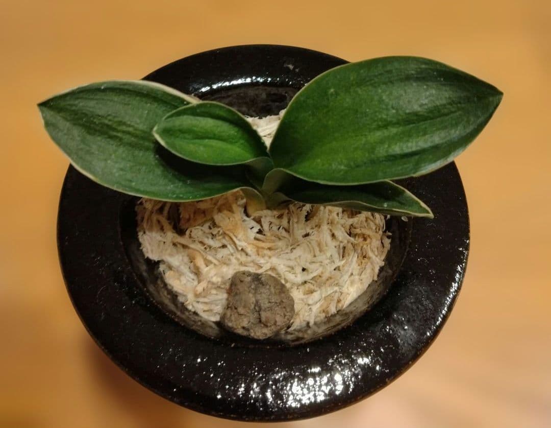 万年青 おもと 力和（りきわ）2才苗 美 優良株 黒楽鉢植え