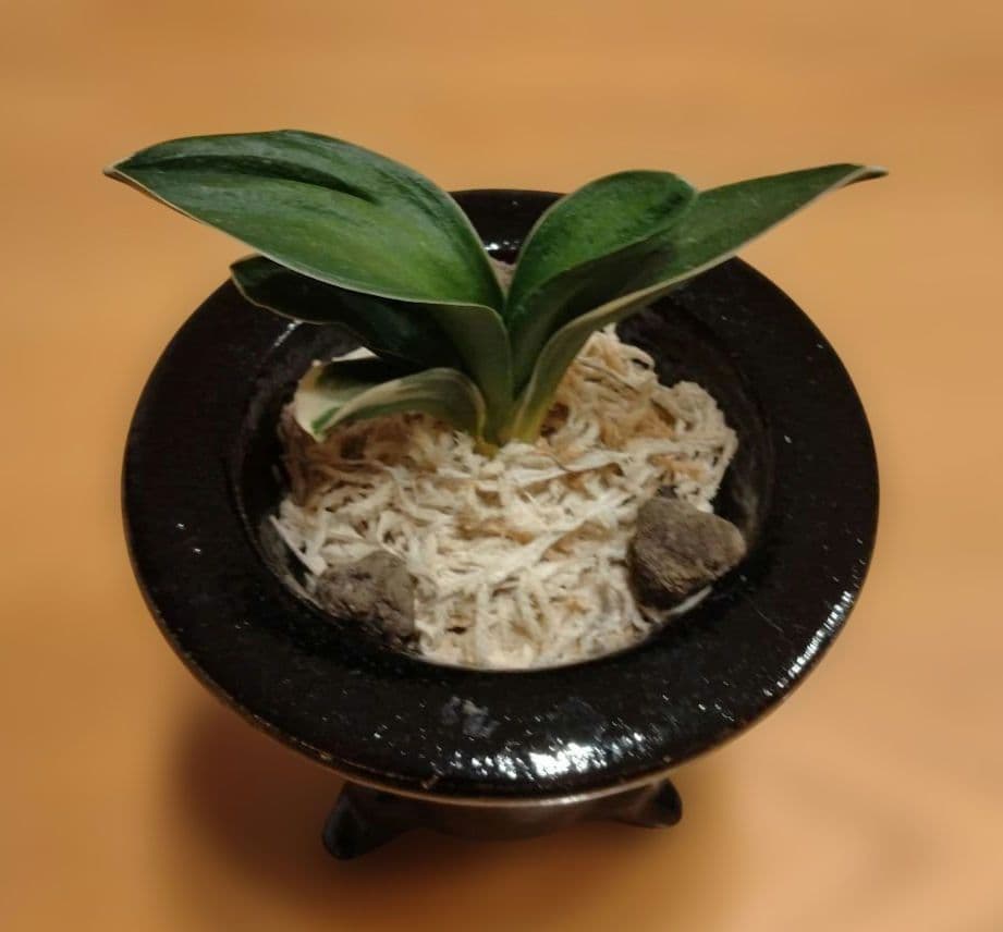 万年青 おもと 力和（りきわ）2才苗 美 優良株 黒楽鉢植え