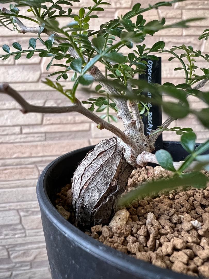 オペルクリカリア パキプス 根挿し 2株セット売り