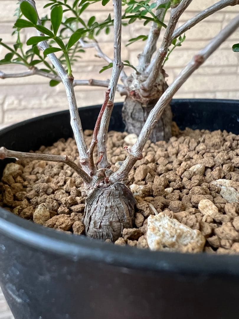 オペルクリカリア パキプス 根挿し 2株セット売り