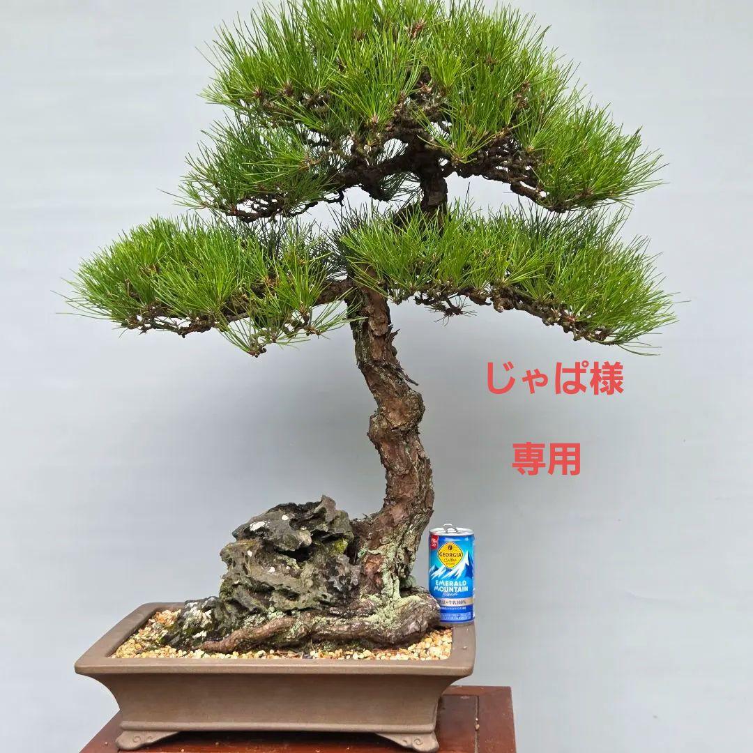 黒松　[石付き]　大品盆栽 じゃぱです。