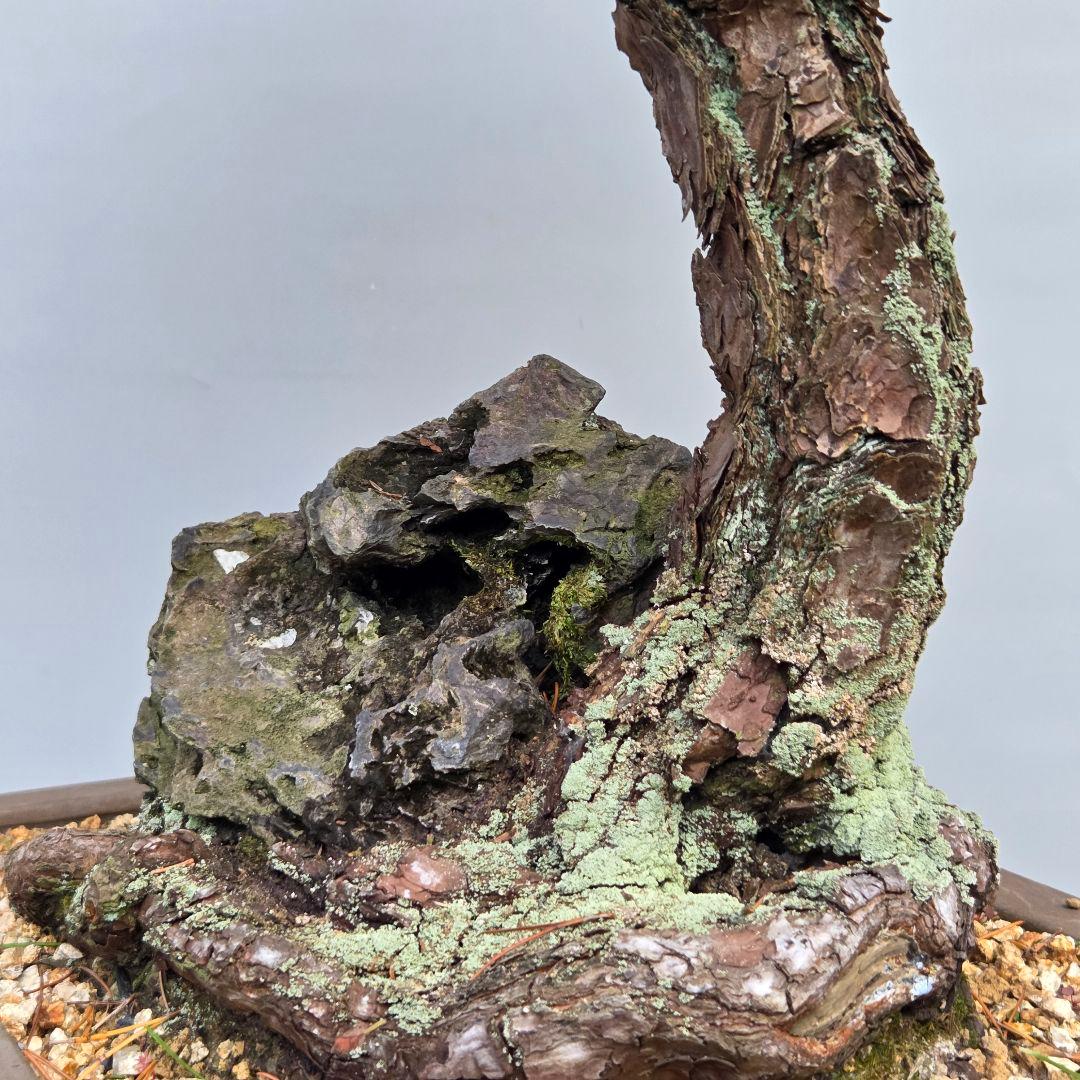 黒松　[石付き]　大品盆栽 じゃぱです。