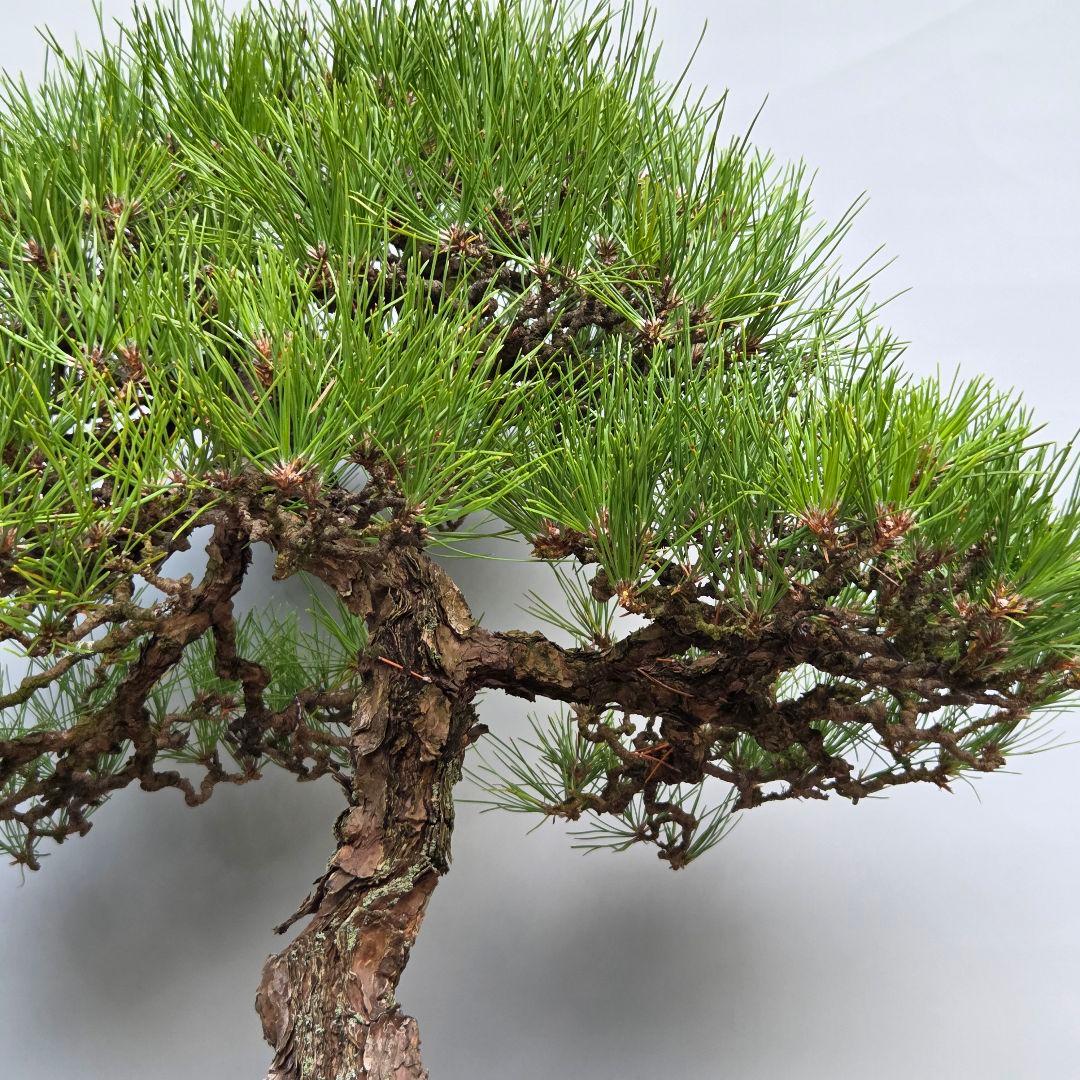 黒松　[石付き]　大品盆栽 じゃぱです。