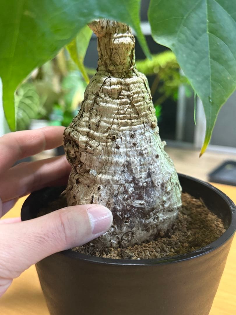 フィルミアナコロラータ 幹10cm 綺麗な樹形 15cmポット 鉢ごと発送 速達