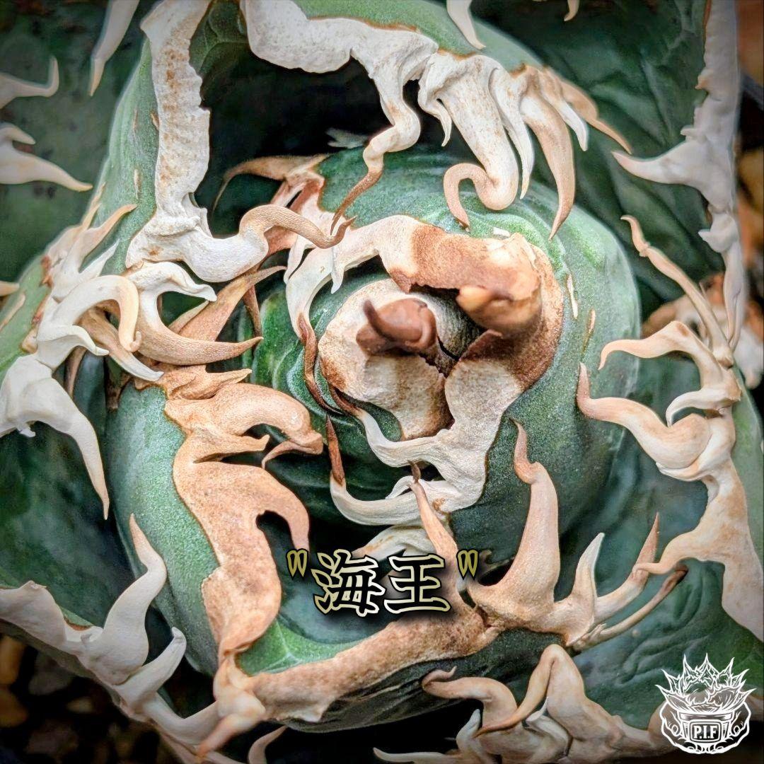 【 海王最上級優良血統】\"海王\"　アガベ　チタノタ　胴切り天芽子株