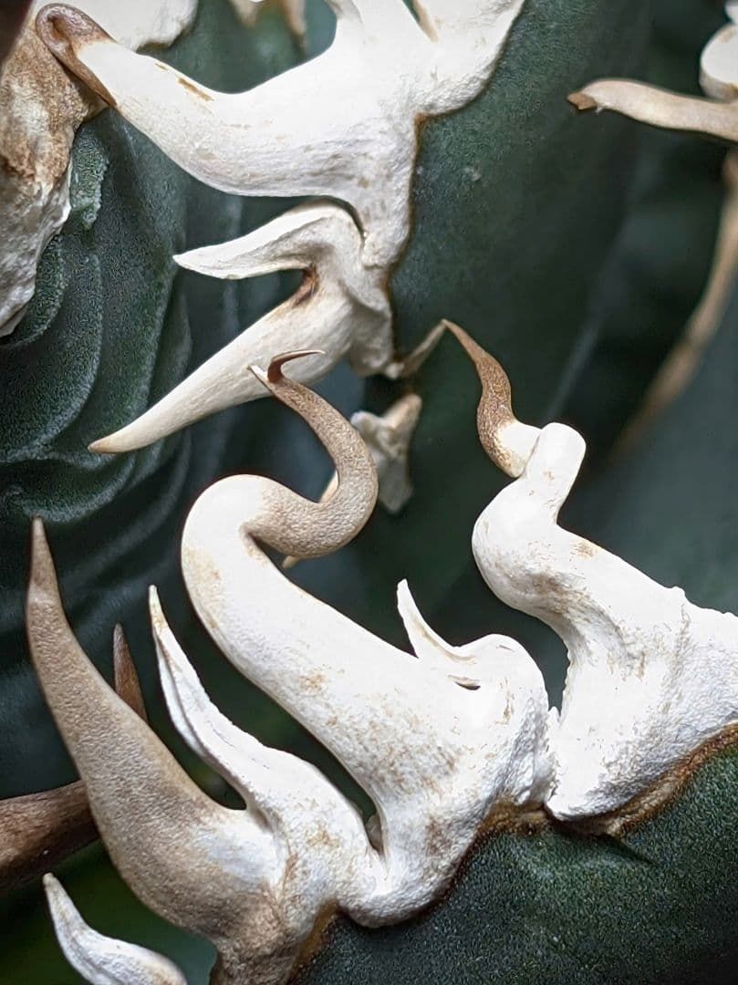 【 海王最上級優良血統】\"海王\"　アガベ　チタノタ　胴切り天芽子株