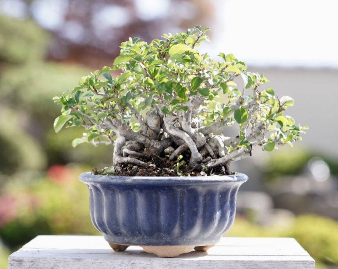 「亦盆栽」長寿梅 紅花 小品盆栽