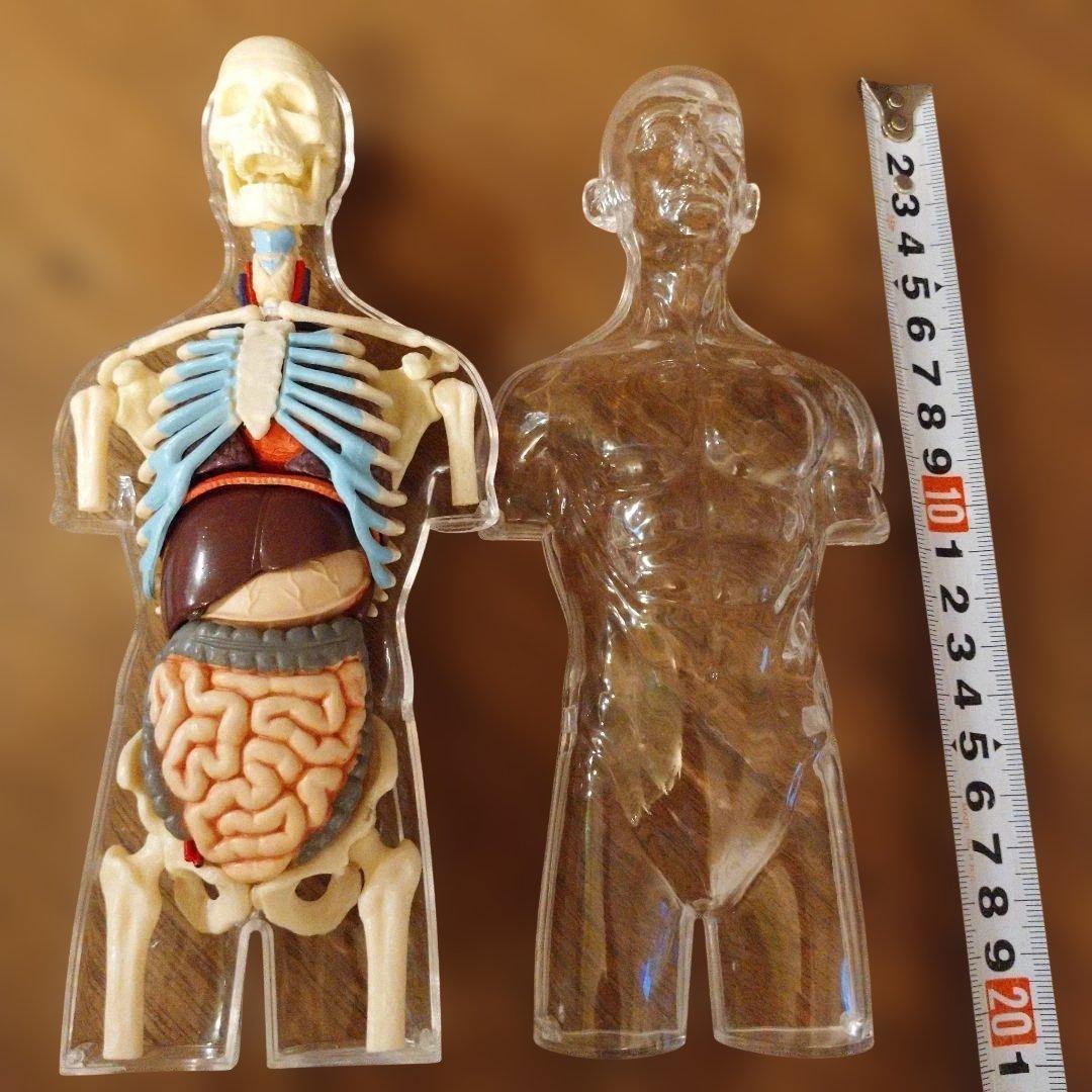 即日発送！４D　MASTER　人体模型 インテリア 解剖学 知育