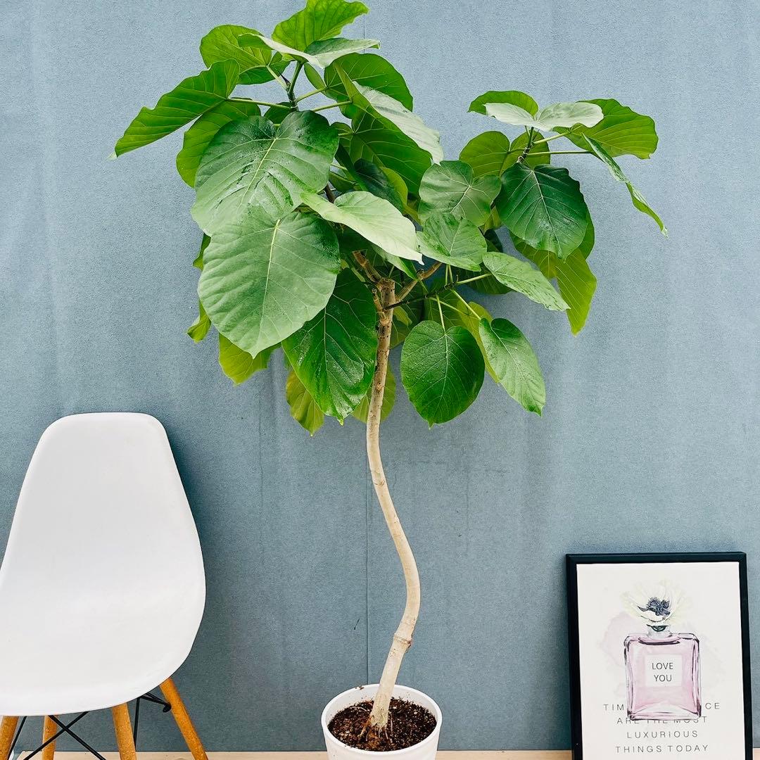 ［現品］※売約済※ 店舗　33番　フィカス　ウンベラータ　8号　観葉植物　室内