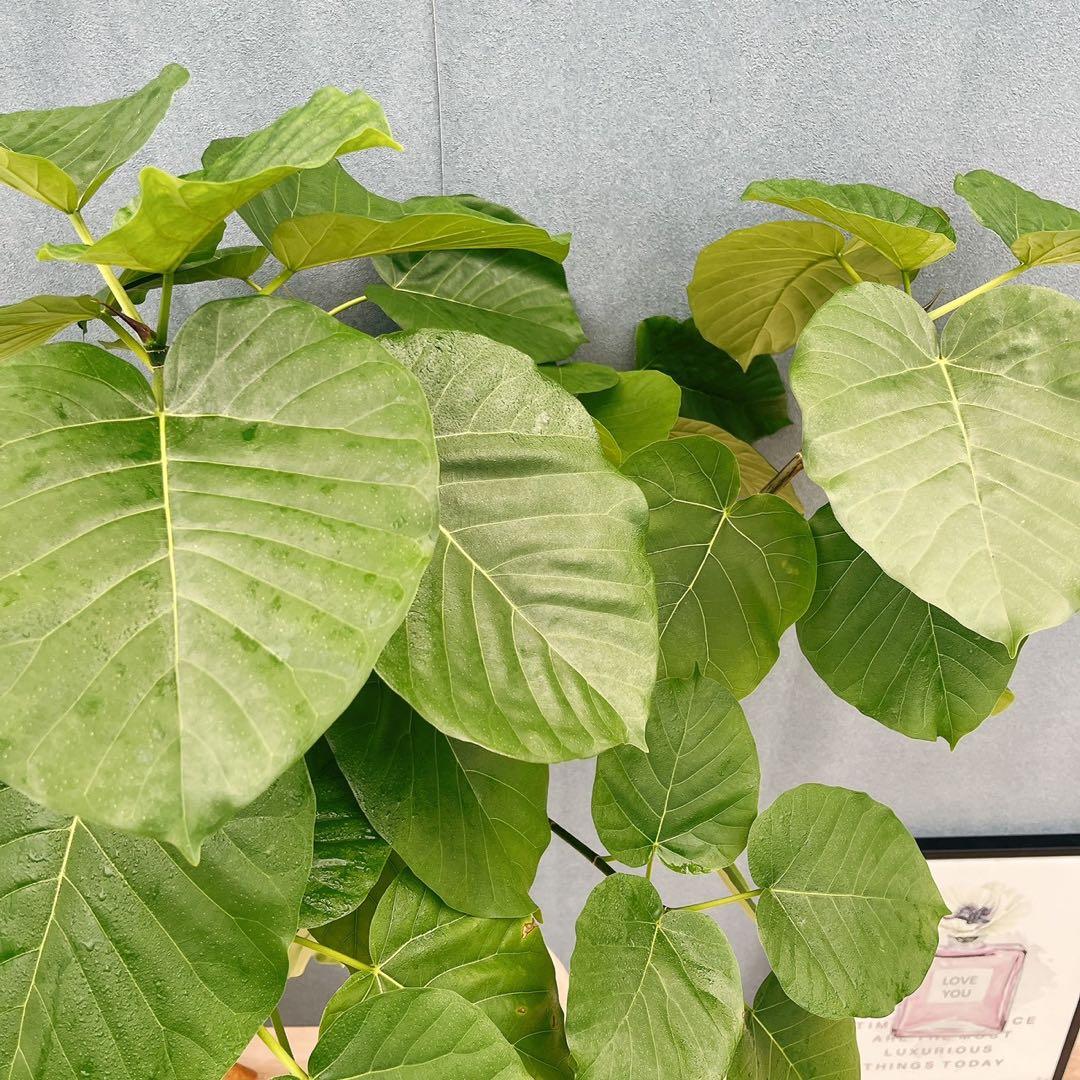 ［現品］※売約済※ 店舗　33番　フィカス　ウンベラータ　8号　観葉植物　室内