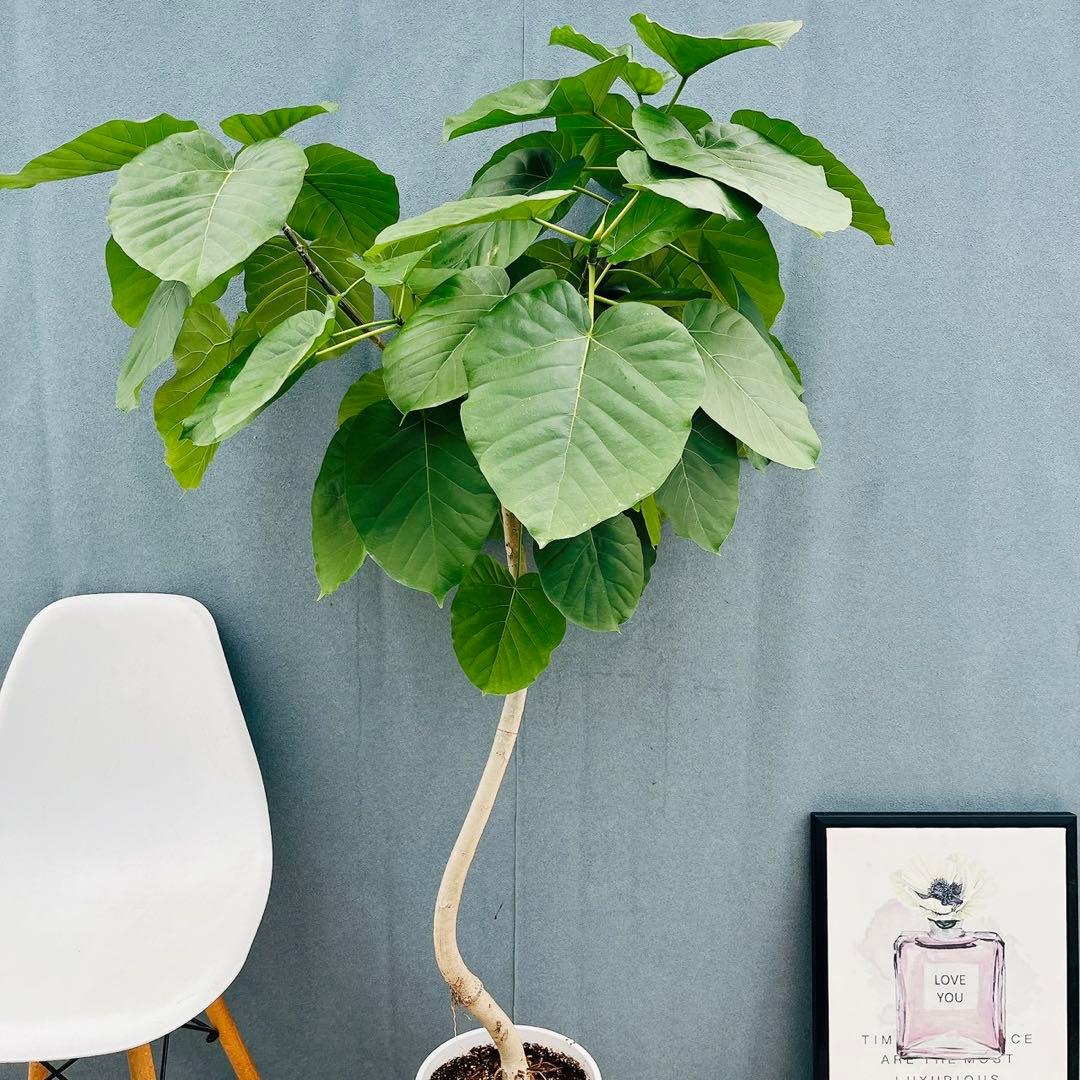 ［現品］※売約済※ 店舗　33番　フィカス　ウンベラータ　8号　観葉植物　室内