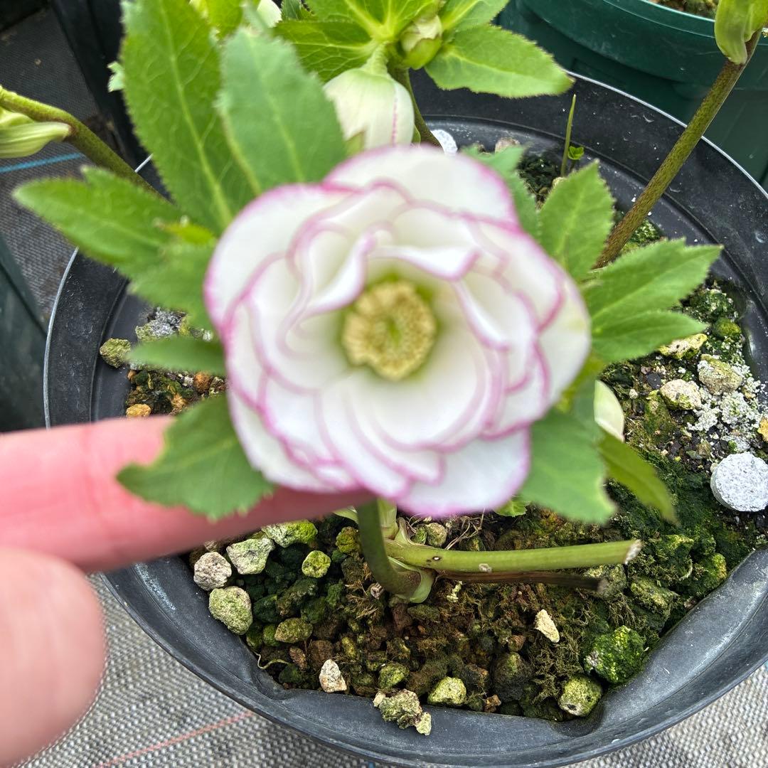 クリスマスローズ　小輪ピコティ　７寸　開花途中