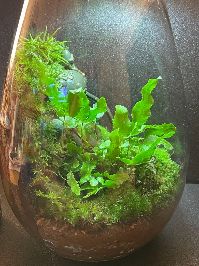 苔テラリウム　⑥