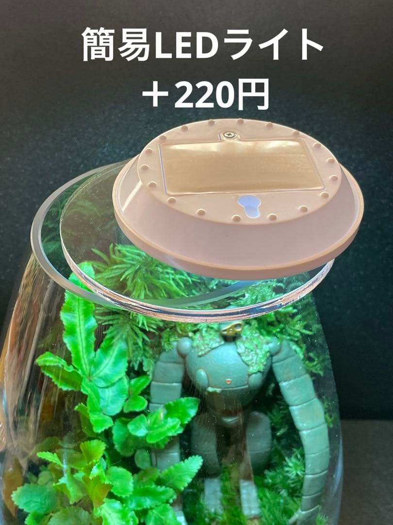 苔テラリウム　⑥