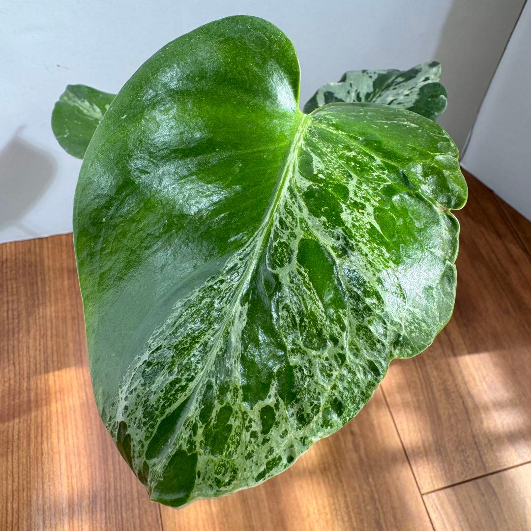 大サイズ鉢ごと　モンステラ　デリシオーサ　バルバソー