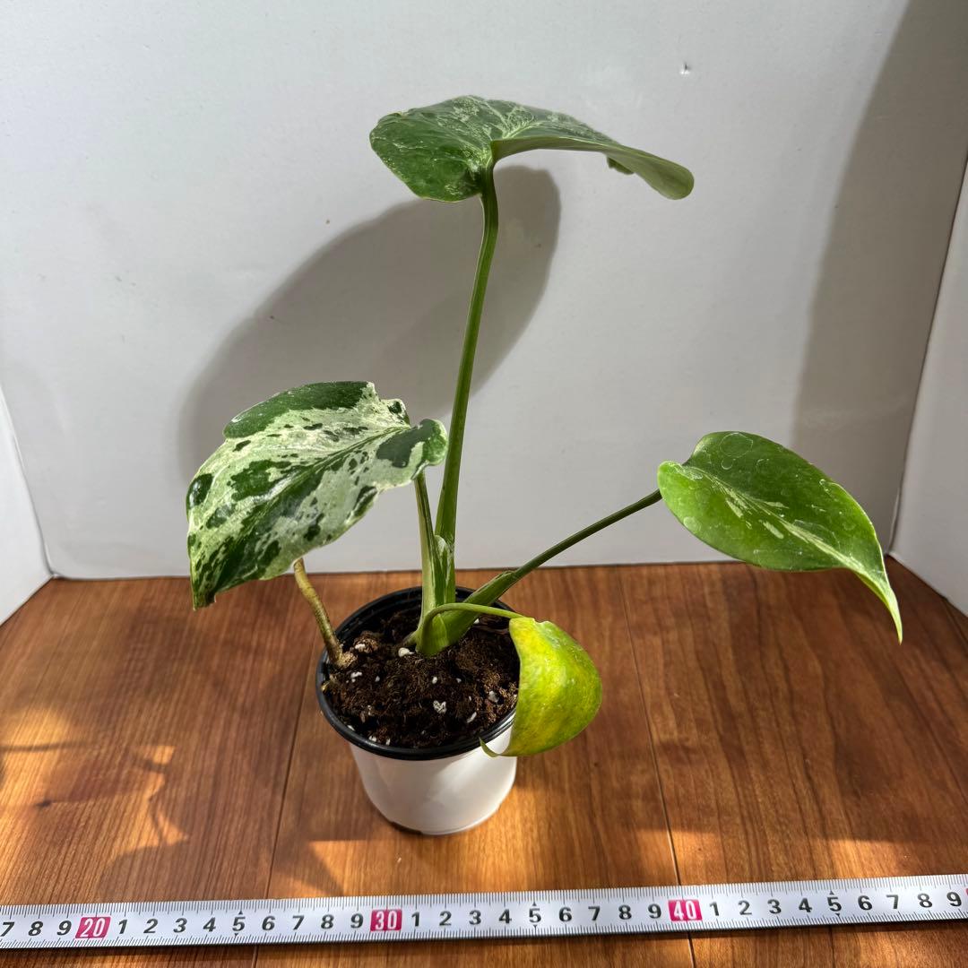 大サイズ鉢ごと　モンステラ　デリシオーサ　バルバソー