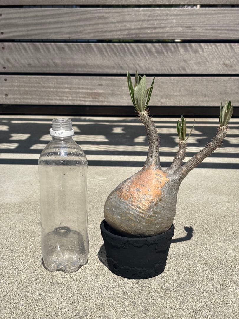 グラキリス 現地球 発根済み F.I.P鉢