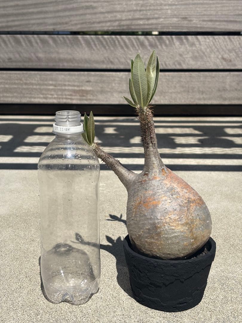 グラキリス 現地球 発根済み F.I.P鉢